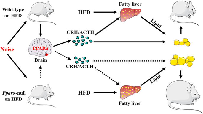 PPARα suppresses low-intensity-noise-induced body weight gain in mice: the activated HPA axis plays an critical role