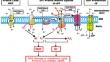 Membrane Lipid Replacement for reconstituting mitochondrial function and moderating cancer-related fatigue, pain and other symptoms while counteracting the adverse effects of cancer cytotoxic therapy.