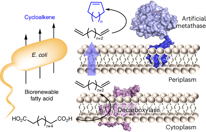 Combining an artificial metathase with a fatty acid decarboxylase in a whole cell for cycloalkene synthesis