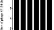 Isolation, whole genome sequencing and application of a broad-spectrum Salmonella phage.