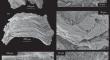 New Data on the Microstructure of Tannuolina (Cambrian Zooproblematics)