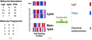 Identification of lysosomotropism using explainable machine learning and morphological profiling cell painting data†