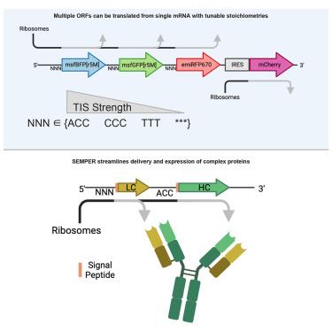 SEMPER: Stoichiometric expression of mRNA polycistrons by eukaryotic ribosomes for compact, ratio-tunable multi-gene expression.