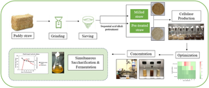 Bio-valorising Paddy Straw as an Inducer-Substrate for Ethanol Production using Fungal Secretome of Penicillium mallochii