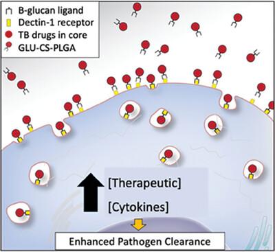 Inhalational Delivery of β‐glucan‐chitosan‐poly(lactic co‐glycolic) acid Nanoparticles Enhance Alveolar Macrophage Rifampin Concentrations for the Treatment of Tuberculosis