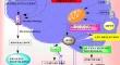 Therapeutic Implications and Regulations of Protein Post-translational Modifications in Parkinsons Disease.