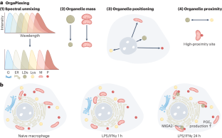 An organelle tango controls lipid metabolism