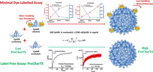 Label-Free Tracking of Hepatitis B Virus Core Protein Capsid Assembly in Real-Time Using Protein Charge Transfer Spectra.