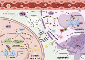 Icaritin inhibits the progression of urothelial cancer by suppressing PADI2-mediated neutrophil infiltration and neutrophil extracellular trap formation