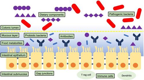 Inflammation, oxidative stress and gut microbiome perturbation: A narrative review of mechanisms and treatment of the alcohol hangover