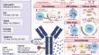 Antibody-drug conjugates in gastric cancer: from molecular landscape to clinical strategies.