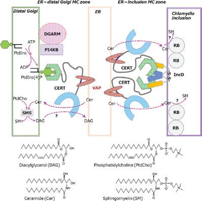 Metabolic channeling of lipids via the contact zones between different organelles