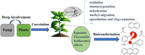 Progress on metabolites of Astragalus medicinal plants and a new factor affecting their formation: Biotransformation of endophytic fungi