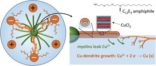 Myelin Surfactant Assemblies as Dynamic Pathways Guiding the Growth of Electrodeposited Copper Dendrites