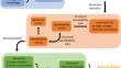 Nonlinear compartmental modeling to monitor ovarian follicle population dynamics on the whole lifespan.