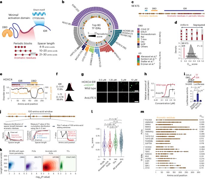 An activity-specificity trade-off encoded in human transcription factors