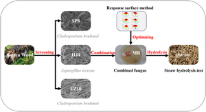 Screening and performance of efficient lignin-degrading fungal consortium MR