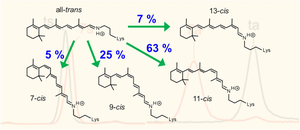 Photoisomerization pathway of the microbial rhodopsin chromophore in solution.