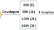 Honey bee (Apis cerana) queen rearing methods influence queen morphological characteristics and reproductive related gene expression