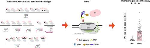 Developing a multi-modular assembled prime editing (mPE) system improved precise multi-base insertion efficiency in dicots.