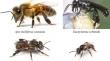 When size matters: effectiveness of three endemic African stingless bees as watermelon pollinators