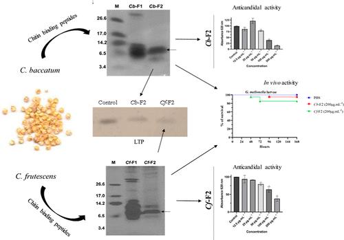 Structural and Functional Characterization of New Lipid Transfer Proteins with Chitin-Binding Properties: Insights from Protein Structure Prediction, Molecular Docking, and Antifungal Activity