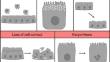 Increasing road cover in urban areas is associated with greater midgut histological damage in a primitively eusocial bee