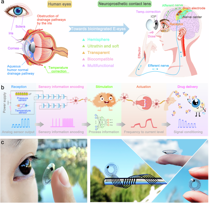 Neuroprosthetic contact lens enabled sensorimotor system for point-of-care monitoring and feedback of intraocular pressure.