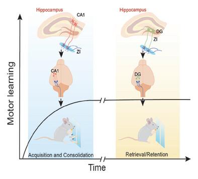 Identification of a Hippocampus-to-Zona Incerta Projection involved in Motor Learning