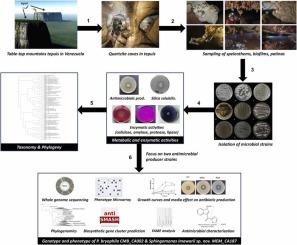 Ancient and remote quartzite caves as a novel source of culturable microbes with biotechnological potential