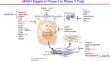 Review of current and new drugs for the treatment of metabolic-associated fatty liver disease.