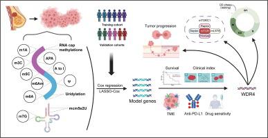 RNA modification gene WDR4 facilitates tumor progression and immunotherapy resistance in breast cancer.