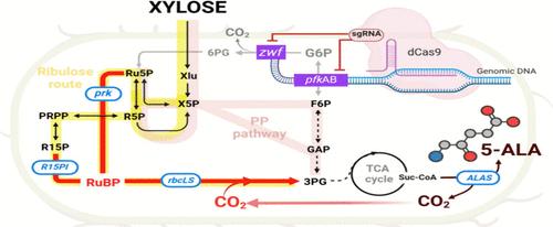 Non-native Pathway Engineering with CRISPRi for Carbon Dioxide Assimilation and Valued 5-Aminolevulinic Acid Synthesis in Escherichia coli Nissle