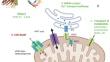 Pore-Forming VDAC Proteins of the Outer Mitochondrial Membrane: Regulation and Pathophysiological Role