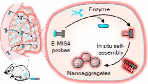 Smart Molecular Imaging and Theranostic Probes by Enzymatic Molecular In Situ Self-Assembly