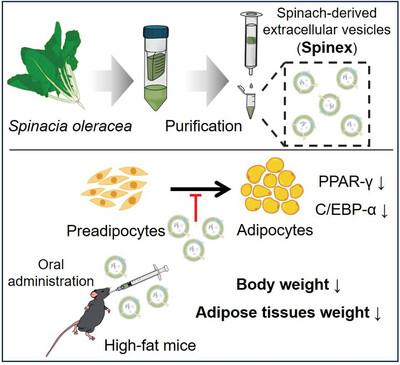 Exploiting Spinach-Derived Extracellular Vesicles for Anti-Obesity Therapy Through Lipid Accumulation Inhibition