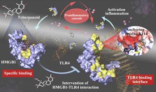 Natural triterpenoid-aided identification of the druggable interface of HMGB1 occupied by TLR4†