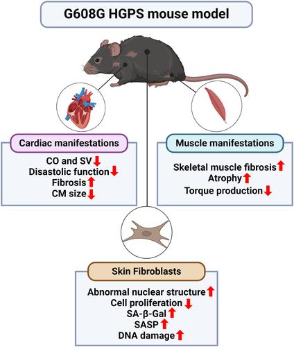 Cardiac and skeletal muscle manifestations in the G608G mouse model of Hutchinson-Gilford progeria syndrome