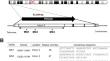 Association between PDCD6-VNTR polymorphism and urinary cancer susceptibility.