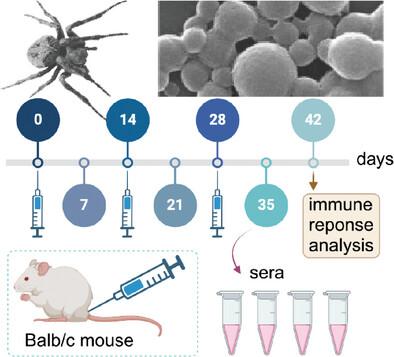 Robust Systemic and Mucosal Immune Responses to Coxsackievirus B3 Elicited by Spider Silk Protein Based Nanovaccines via Subcutaneous Immunization