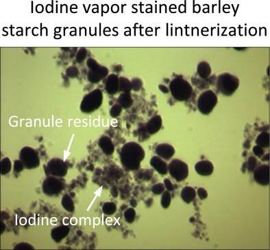 On the architecture of starch granules revealed by iodine vapor binding and lintnerization. Part 1: Microscopic examinations.