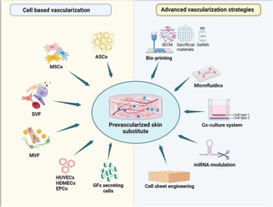 Breathing new life into tissue engineering: exploring cutting-edge vascularization strategies for skin substitutes.