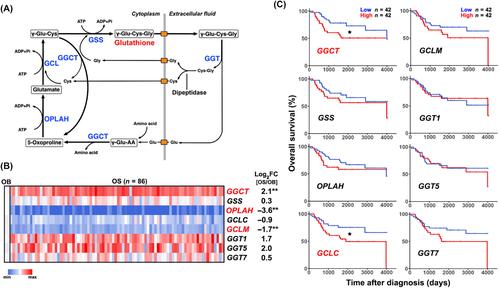 Myc upregulates Ggct, γ-glutamylcyclotransferase to promote development of p53-deficient osteosarcoma