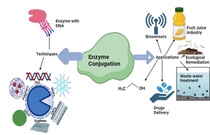 Enzyme Conjugation - A Promising Tool for Bio-catalytic and Biotransformation Applications – A Review