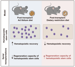 Effect of Post-transplant Dietary Restriction on Hematopoietic Reconstitution and Maintenance of Reconstitution Capacity of Hematopoietic Stem Cells.