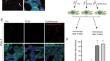 Cell membrane proteome analysis in HEK293T cells challenged with α-synuclein amyloids