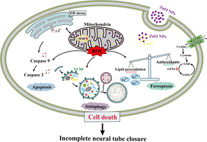 Zinc oxide nanoparticles induces cell death and consequently leading to incomplete neural tube closure through oxidative stress during embryogenesis.