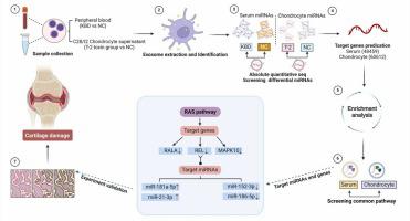 Modulation of Ras signaling pathway by exosome miRNAs in T-2 toxin-induced chondrocyte injury