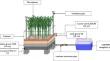 Faecal Sludge Treatment: Unveiling the Potential of the plant Panicum maximum