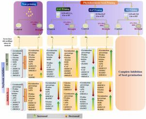 GA3 and BAP phytohormone seed priming enhances germination and PEG induced drought stress tolerance in soybean by triggering the expression of osmolytes, antioxidant enzymes and related genes at the early seedling growth stages